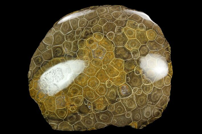 Polished Fossil Coral (Actinocyathus) - Morocco #128183